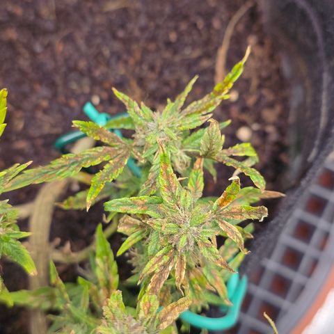 White widow first grow growlog photo: She's got some new hairs growing and a mix of clear and milky tricombs. I want to harvest when 1/4 of the tricombs are golden brown, and the hairs have turned brown and shriveled. Then it's 2 days of dark and then harvest!