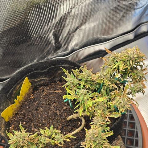 White widow first grow growlog photo: Just waiting for harvest 