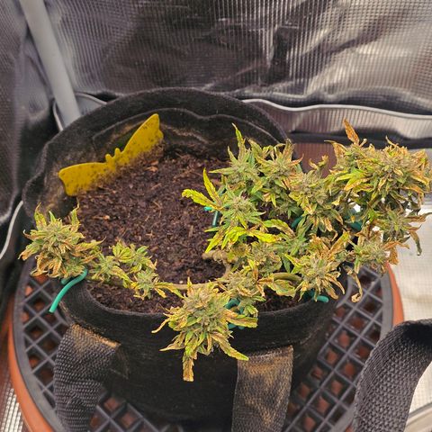 White widow first grow growlog photo: Just waiting for harvest 