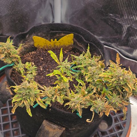 White widow first grow growlog photo: Just waiting for harvest 