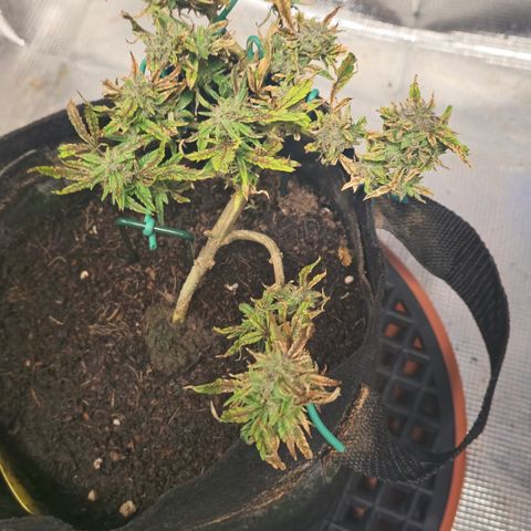 White widow first grow growlog timeline photo