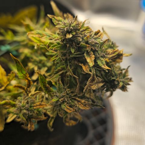 White widow first grow growlog timeline photo