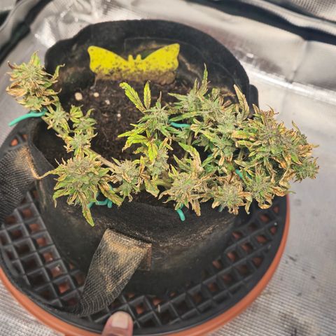White widow first grow growlog timeline photo