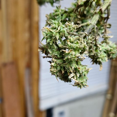 White widow first grow growlog timeline photo