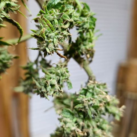 White widow first grow growlog timeline photo