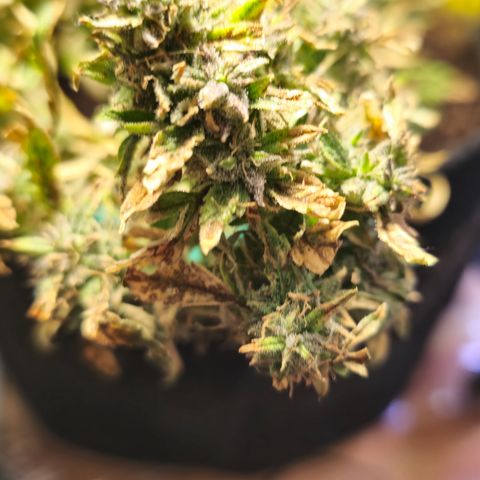 White widow first grow growlog timeline photo