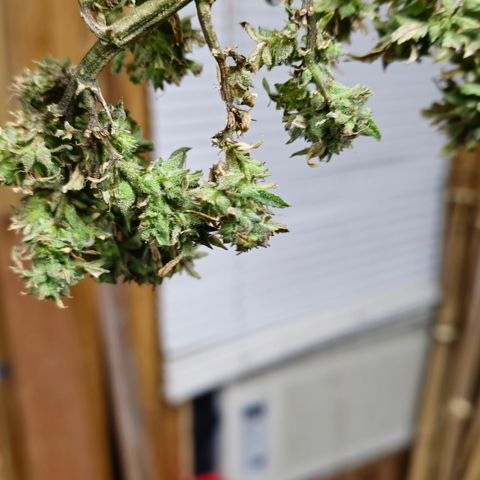 White widow first grow growlog timeline photo