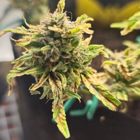 White widow first grow growlog timeline photo