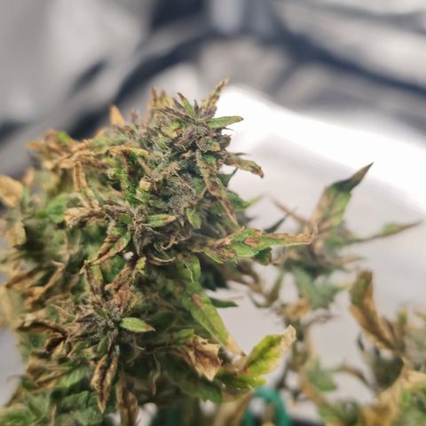 White widow first grow growlog timeline photo