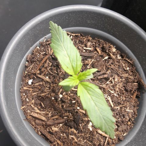 Choco growlog timeline photo