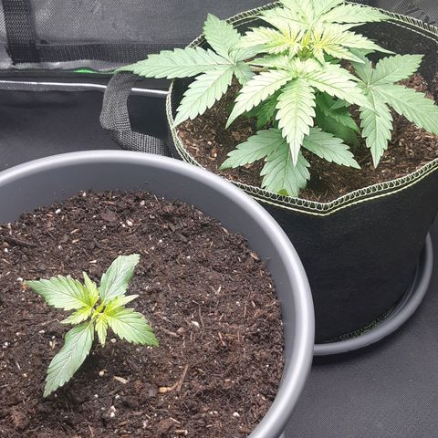 Choco growlog timeline photo