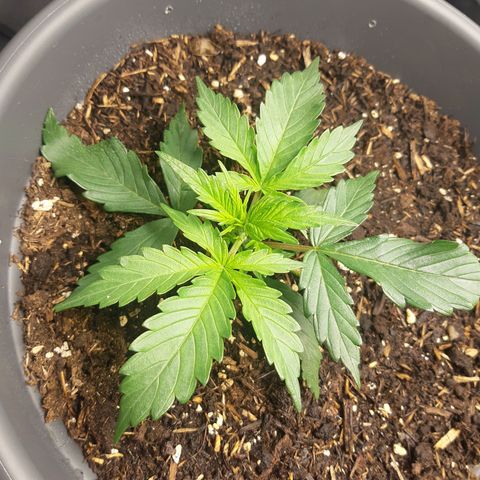 Choco growlog timeline photo