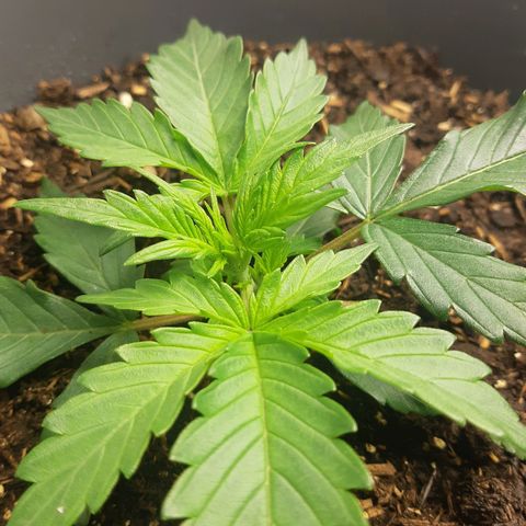 Choco growlog timeline photo