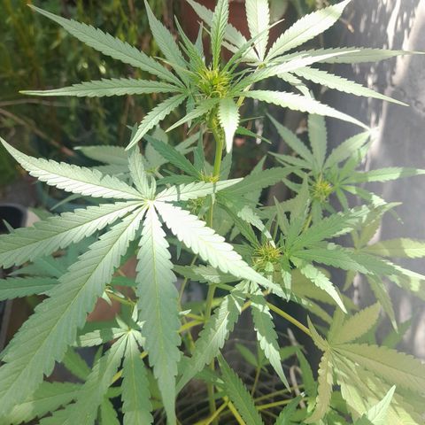 White Widow growlog photo: Wiwiwiwiwii 
