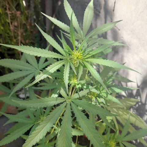 White Widow growlog photo: Wiwiwiwiwii 