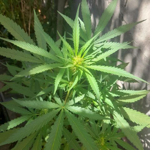 White Widow growlog photo: Se están poniendo resinosos los cogollos yupii