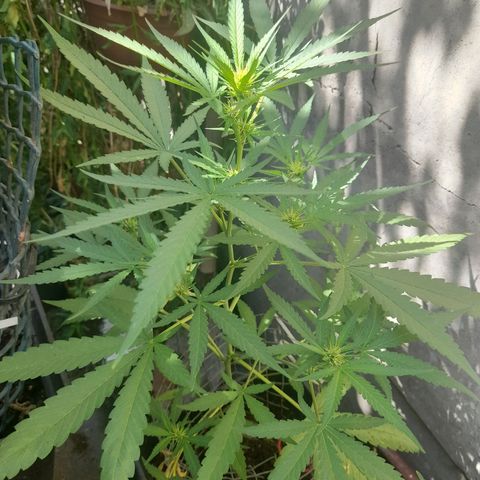 White Widow growlog photo: Se están poniendo resinosos los cogollos yupii