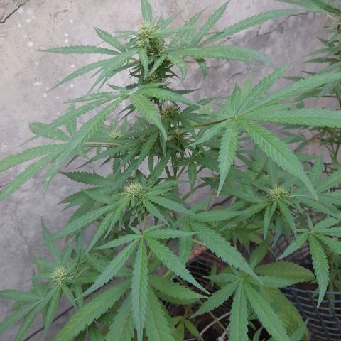 White Widow growlog photo: Se está poniendo jugosita jijiji
