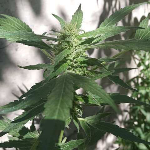 Faraón Love Shady growlog photo: :3