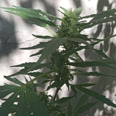 Faraón Love Shady growlog photo: :3
