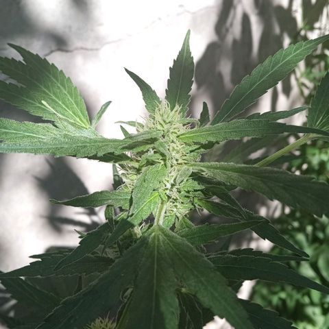 Faraón Love Shady growlog photo: :3