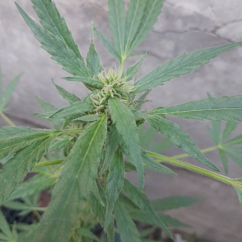 Faraón Love Shady growlog photo: Love of my liveeeeeeeee <3