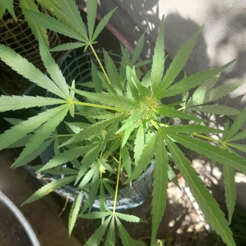 Faraón Love Shady growlog photo: :]