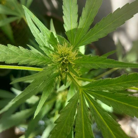 Faraón Love Shady growlog photo: :]