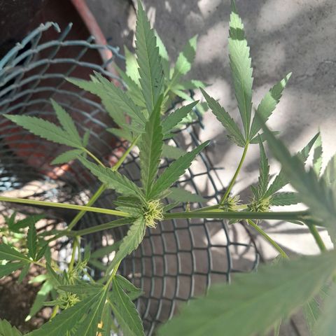 Faraón Love Shady growlog photo: Duro 2 horas haciéndolo bien rico, de las chicas soy su favorito B)
