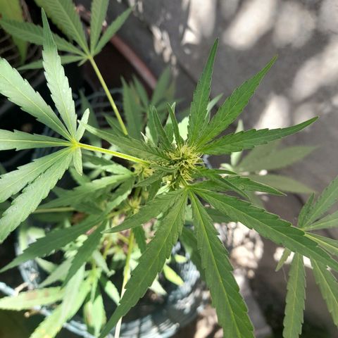 Faraón Love Shady growlog photo: Duro 2 horas haciéndolo bien rico, de las chicas soy su favorito B)