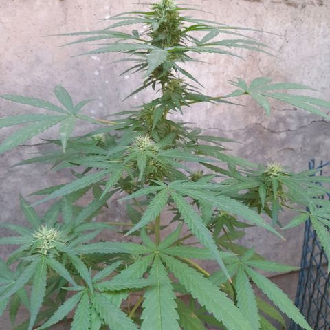 White Widow growlog photo: Cambio de lado pq no le llegaba solcito :b