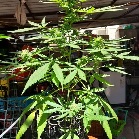 White Widow growlog photo: Cambio de lado pq no le llegaba solcito :b