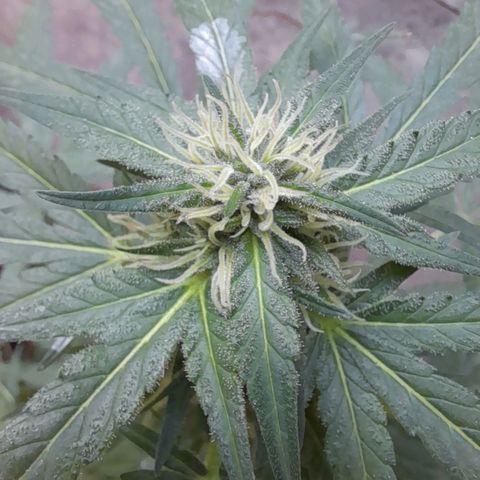 White Widow growlog photo: Cambio de lado pq no le llegaba solcito :b