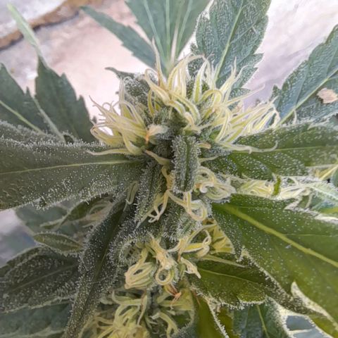 Faraón Love Shady growlog photo: Es la más alta hasta ahora :)