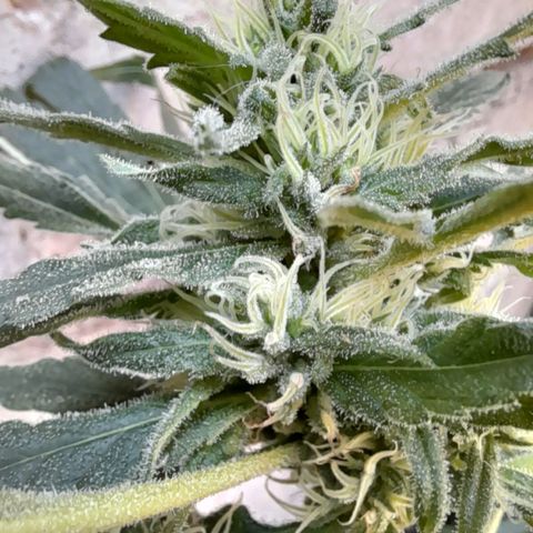 Faraón Love Shady growlog photo: Es la más alta hasta ahora :)
