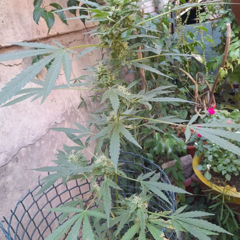 Faraón Love Shady growlog photo: Es la más alta hasta ahora :)
