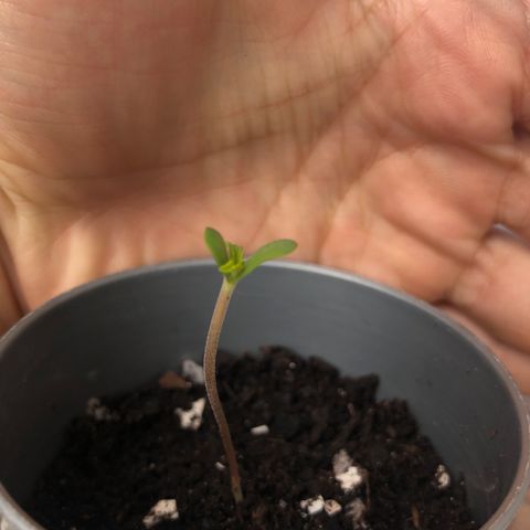 1* Maria Juanna growlog timeline photo