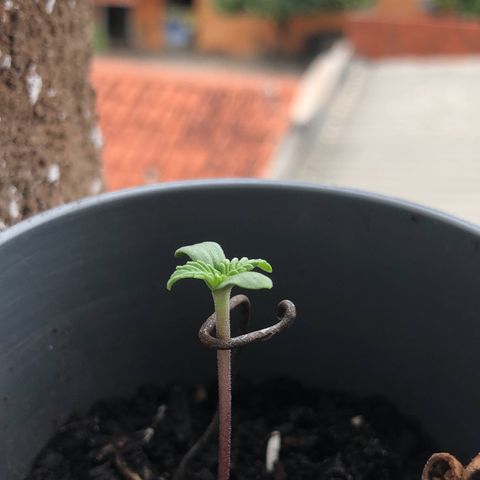 1* Maria Juanna growlog photo: Colocado um arame para assegurar a planta do vento 