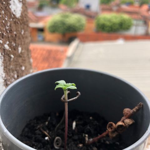 1* Maria Juanna growlog photo: Colocado um arame para assegurar a planta do vento 