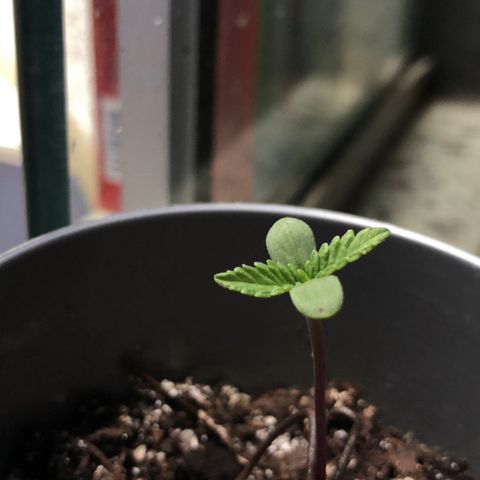 1* Maria Juanna growlog timeline photo