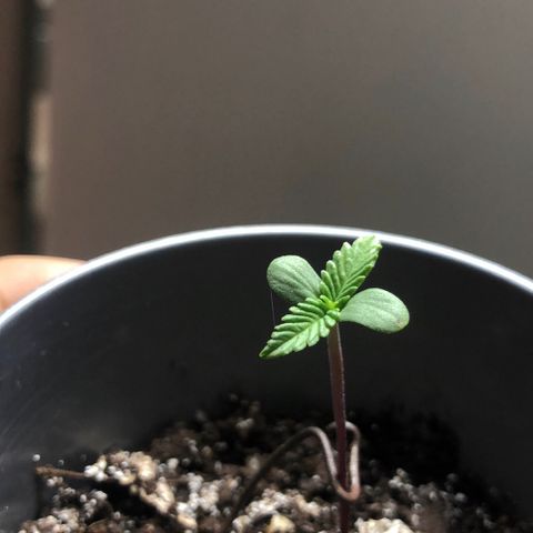 1* Maria Juanna growlog timeline photo