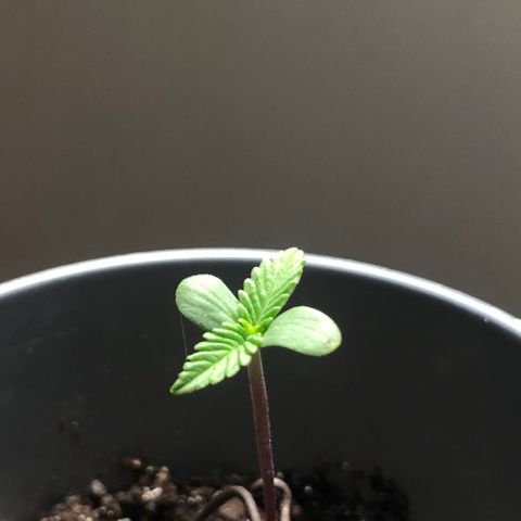 1* Maria Juanna growlog timeline photo