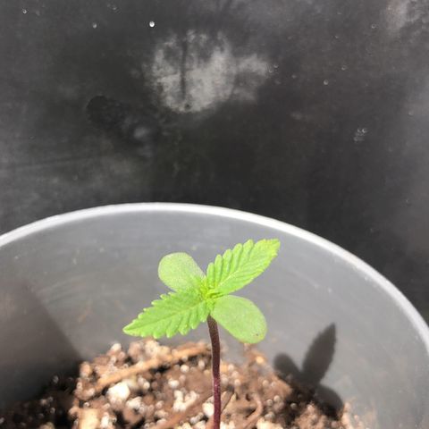 1* Maria Juanna growlog photo: Segundo caule aparecendo 