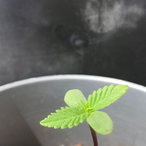1* Maria Juanna growlog photo: Segundo caule aparecendo 