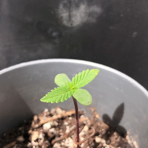 1* Maria Juanna growlog timeline photo