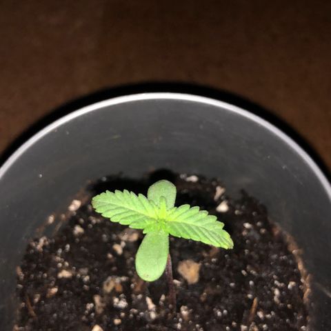 1* Maria Juanna growlog timeline photo