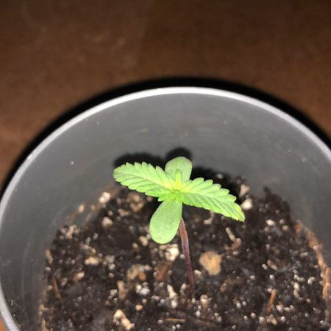 1* Maria Juanna growlog timeline photo