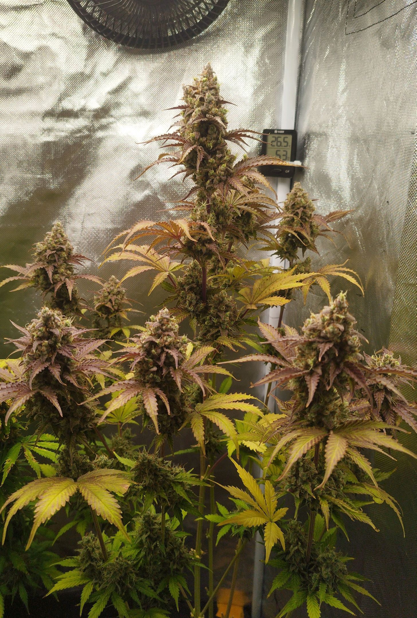 Auto Mac #1 growlog header