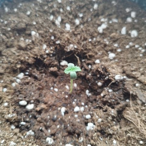 Auto Mac #1 growlog photo