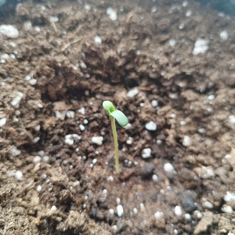 Auto Mac #1 growlog photo